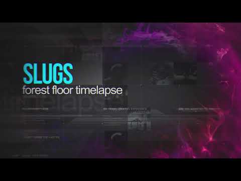 Slug Invasion Timelapse