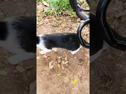 Kerlan Cat ll shy Cat ll #shorts #ytshorts #shortsfeed #youtubeshorts