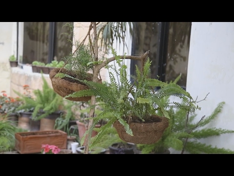 DIY Easy and Inexpensive Hanging Basket Stand (Urdu) Video