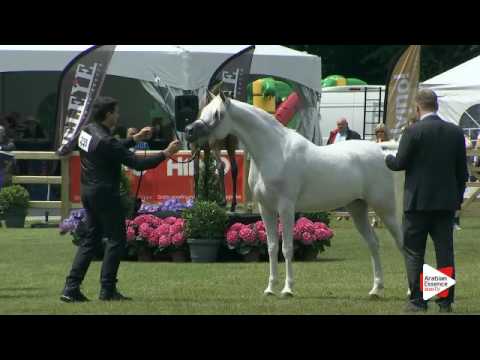 N.235 MAYASAH AL NAIF - Bruges 2016 - Mares 4-6 years old (Class 112)