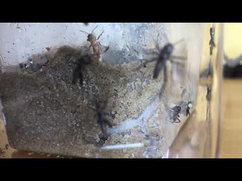 Wanderheuschrecken züchten Teil 5: Heuschrecken schlüpfen