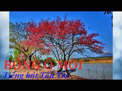 Bông Ô Môi - Tấn Tài