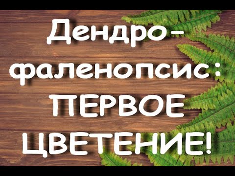 ОРХИДЕЯ:1-е ЦВЕТЕНИЕ дендрофаленопсиса "Polar fire".