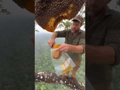 Giant Honeycomb Above the Forest Canopy 🍯