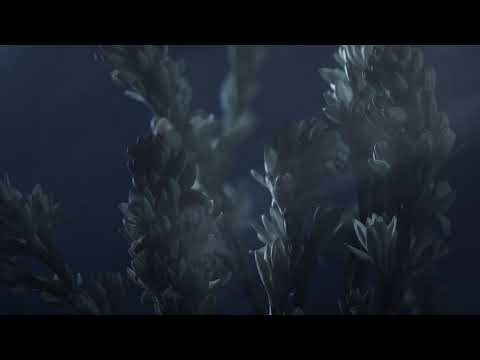 Splendida Tubereuse Mystique