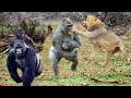 OMG! King Lion vs King Kong Real Fight to Death,  Animal wars on the African grasslands!