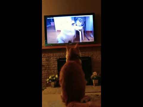 Brownie is watching his own program and want us to watch with him