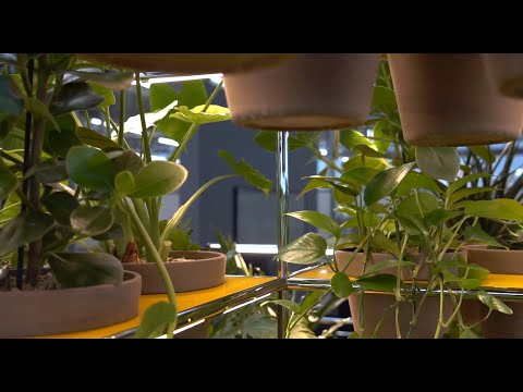 A World of Plants for USM Haller