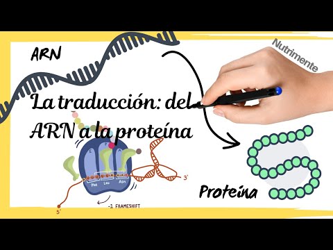La TRADUCCIÓN del ARNm a la PROTEÍNA (Síntesis de proteínas paso a paso)
