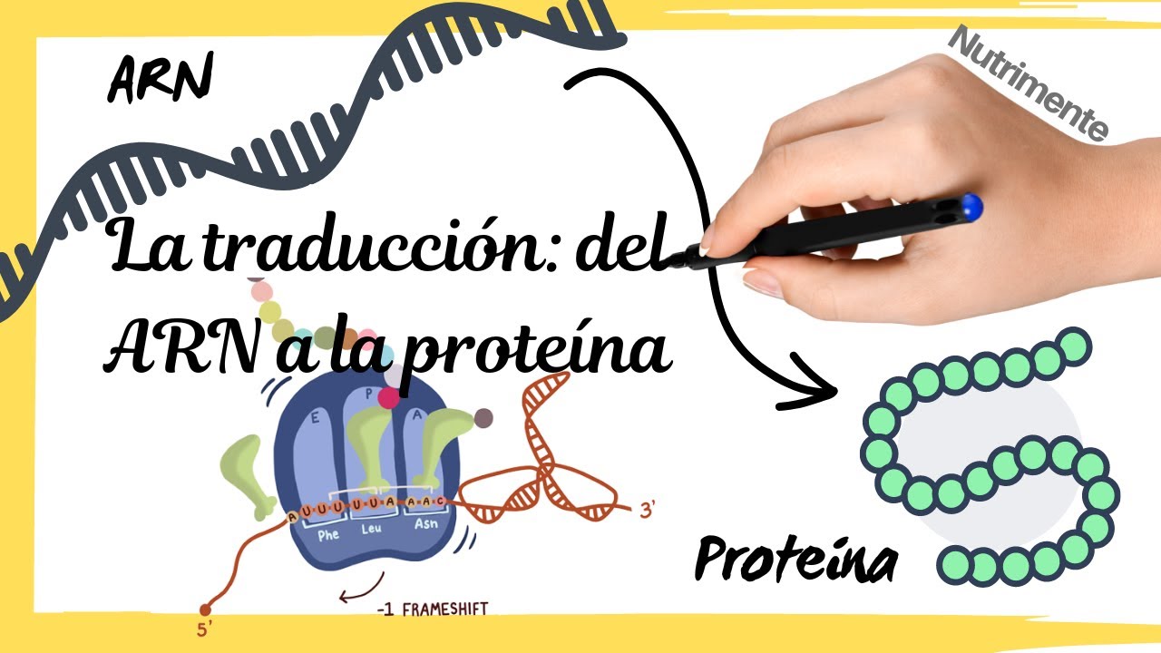 La TRADUCCIÓN del ARNm a la PROTEÍNA (Síntesis de proteínas paso a paso)