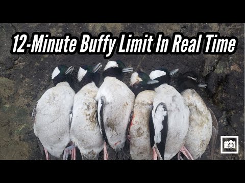 12-Minute Lake Erie Duck Limit, in Real Time.