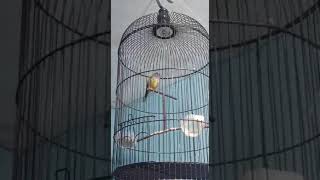 Download lagu sikatan abu abu gacor milik om hasan mp3 Download lagu sikatan abu abu gacor milik om hasan mp3