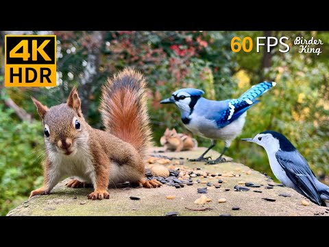 Cat TV for Cats to Watch 😺 Unlimited Birds Chipmunks Squirrels 🐿 8 Hours 4K HDR 60FPS