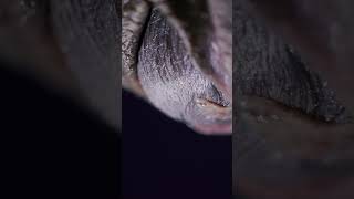 Download lagu The Miracle of Birth: Close-up of Baby's Head On The Way mp3 Download lagu The Miracle of Birth: Close-up of Baby's Head On The Way mp3