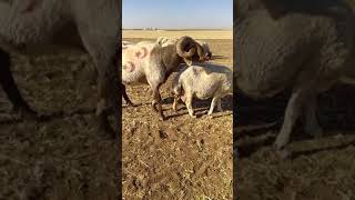 Download lagu Sheep Accede Female For Mating #shorts #sheep mp3 Download lagu Sheep Accede Female For Mating #shorts #sheep mp3