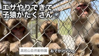 動物好きさん必見！癒し100%の魅力的な猿天国、ゴールデンウィークにいいかも