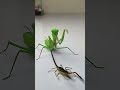 Praying Mantis vs Scorpion #insects  #mantis #scorpion #animals