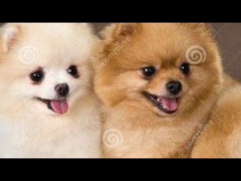 Զանգի Զրանգի, հեքիաթ