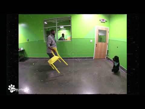 Petsuites Collierville Training