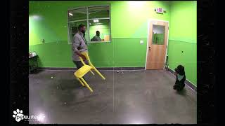 PetSuites Collierville Training