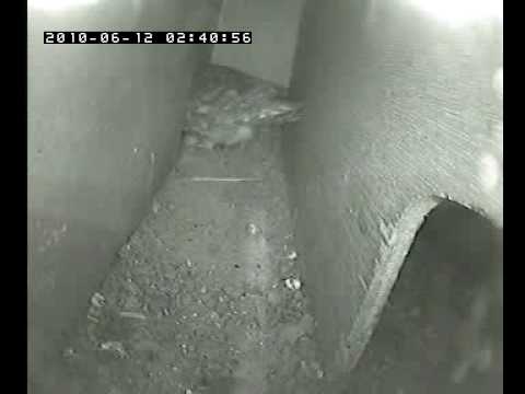 Little owl adult feeding juvenile.avi
