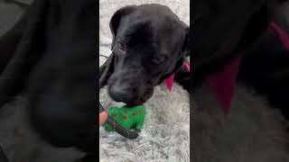 Video preview image #1 Mutt Puppy For Sale in Goodyear, AZ, USA