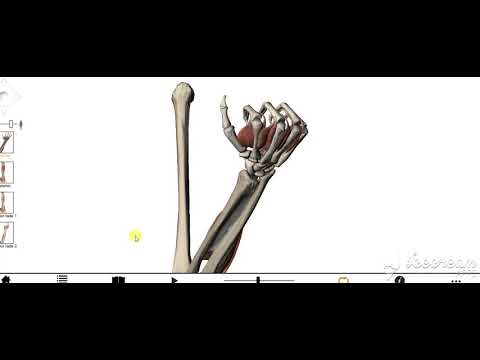 Flexor digitorum superficialis 3