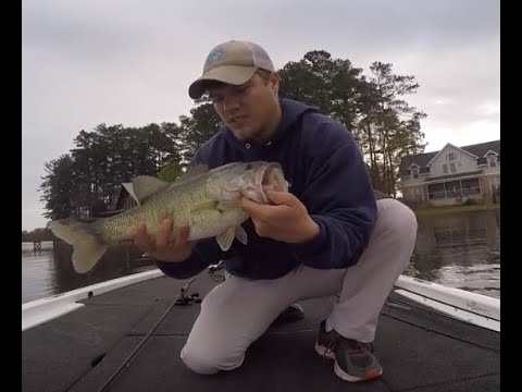 Targeting Post Spawn Bass with a Carolina Rig - Lake Murray, SC