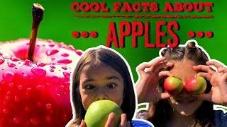 Apple Facts | Facts About Apples For Kids