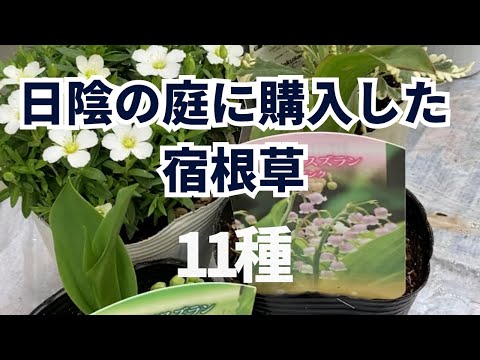 庭の日陰の場所で育てる半日陰、半日向の植物11本  庭園