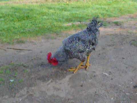Strut Like A Rooster Meaning Rooster Strut