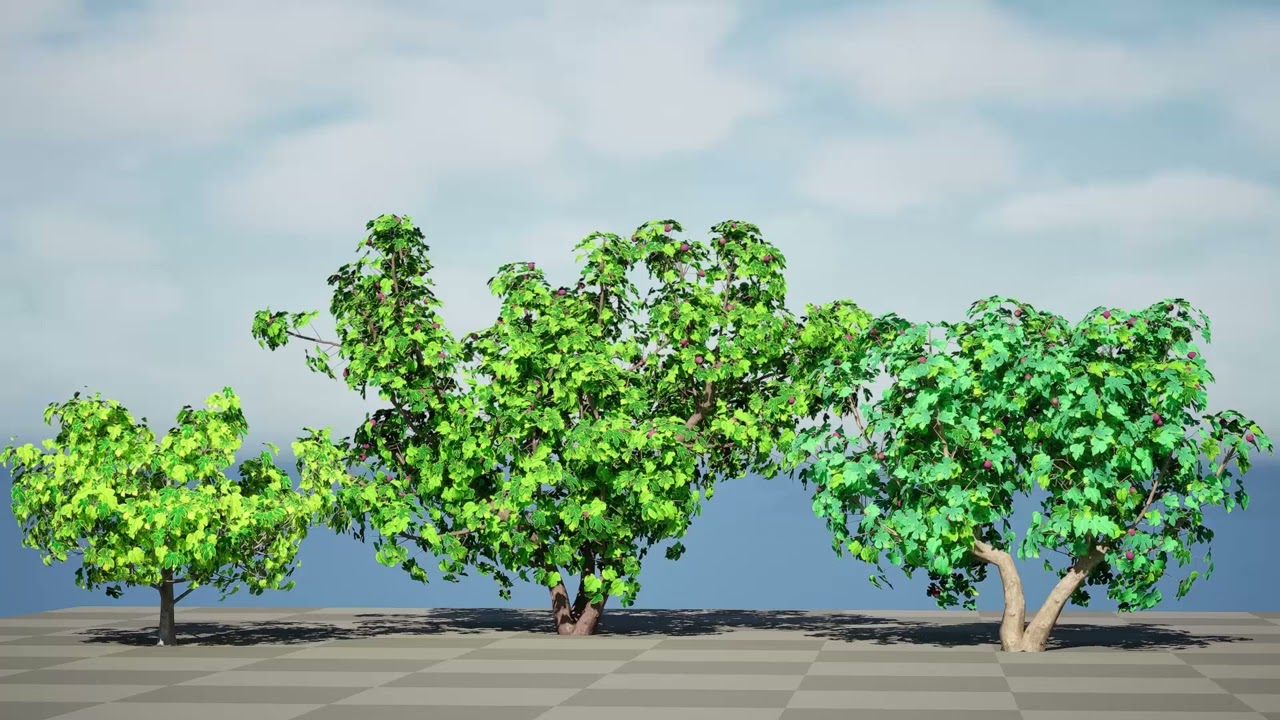 Fig Trees With Fruits 3D Model