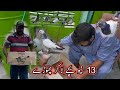 13 New Baby Pigeons La Kr Choray