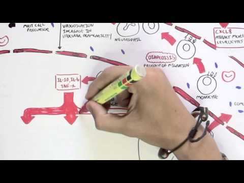 Immunology Map IV - Innate Immune response II