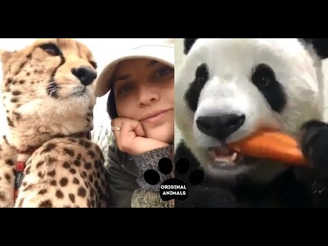 Original Animals #4. CUTE AND FUNNY ANIMALS VIDEO/ МИЛЫЕ И СМЕШНЫЕ ЖИВОТНЫЕ.