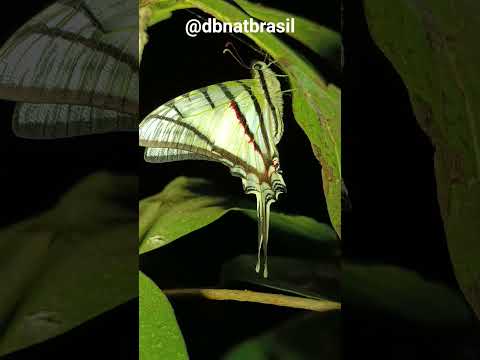 borboletas do cerrado - local: Silvânia - GO