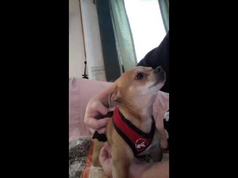 Oxgord harness red small