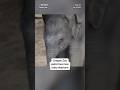 Oregon Zoo welcomes a new baby elephant!