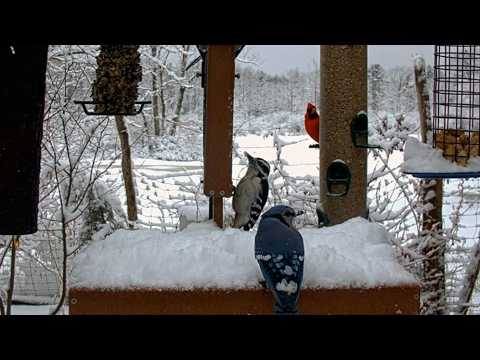 Winter Wonderland Brings Early Birds To Feeder At Cornell Lab | Feb. 23, 2026