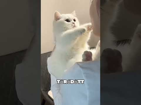 Ez a macska gyümölcs segítségével változtatta meg a színét 🤯❤️