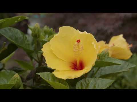 Thumbnail for The Lord Is My Treasure video