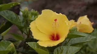 The Lord Is My Treasure