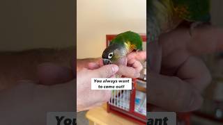 Green Cheek Conure Daily Training Routine