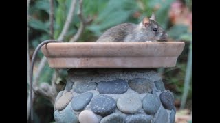 HOMEOWNERS! Things you want to know about roof rats that live in Arizona - ABC15 Digital