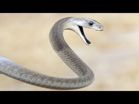 Mamba nero: il più pericoloso serpente del pianeta! Fatti interessanti riguardati il mamba nero.