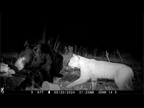 50 of the Craziest Trail Camera Videos of 2024 (In order)