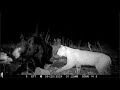 50 Of The Craziest Trail Camera Videos Of 2024 In Order