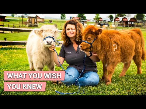 , title : 'MINI COW -Things You MUST Know Before Adopting | Mini Cow As Pet'