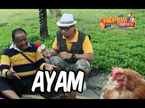 heppiii-news-ayam