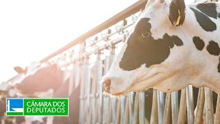  Exportação de animais vivos por via marítima: impactos e riscos - 11/12/2025 10:00